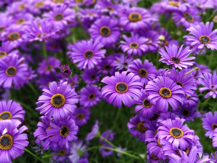 Flowers Garden