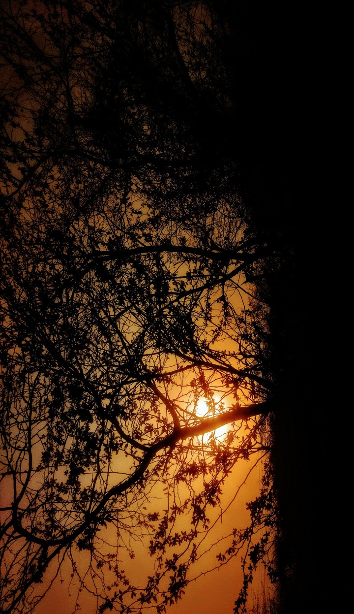 trees