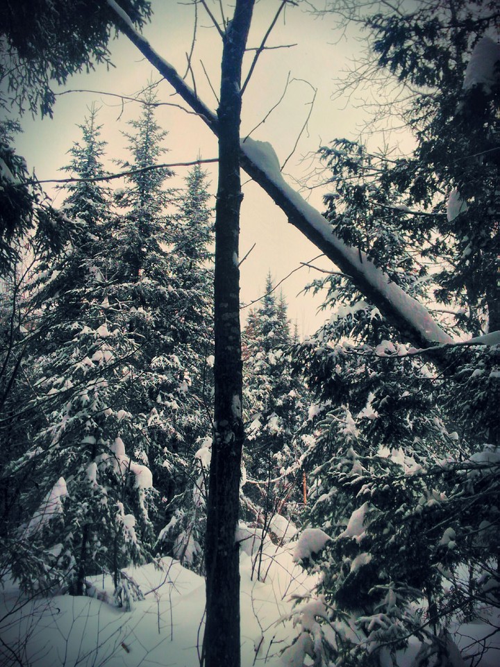 Fallen Snowy Tree