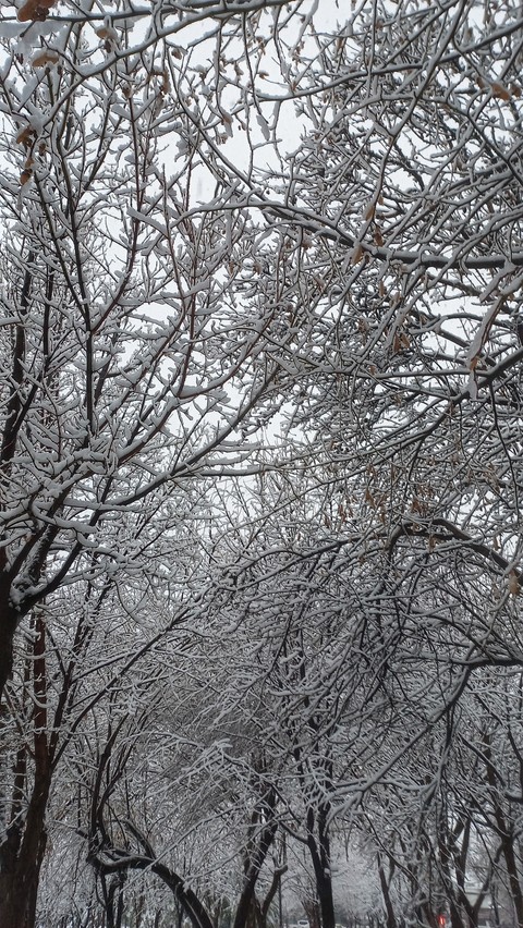 sfondi freezing, Beauty
