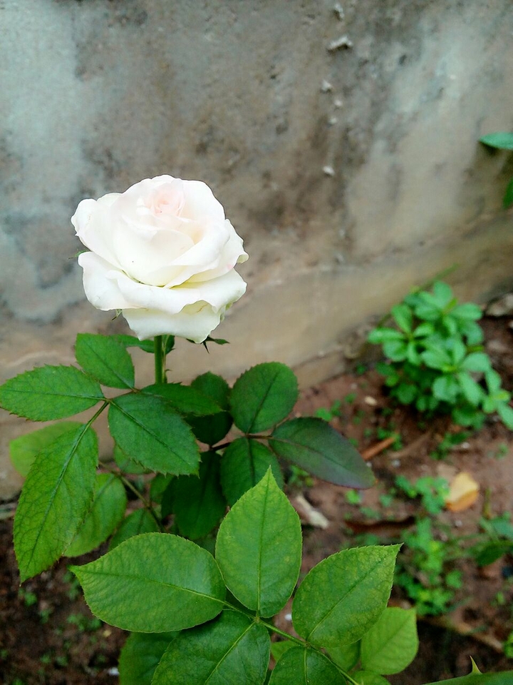 rose