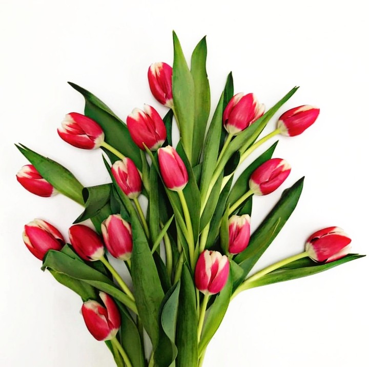 tulips