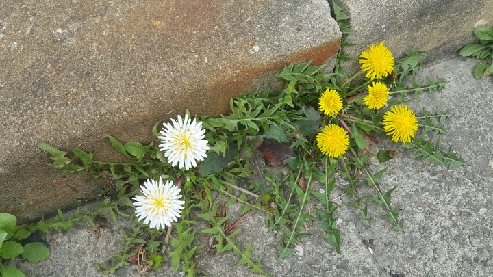 Dandelions