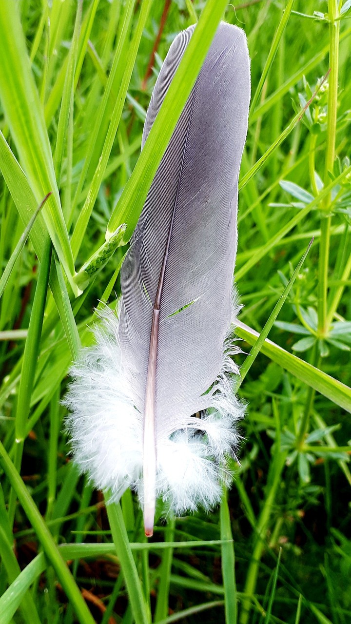 feather found in the gras