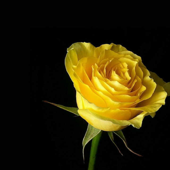 Yellow Rose