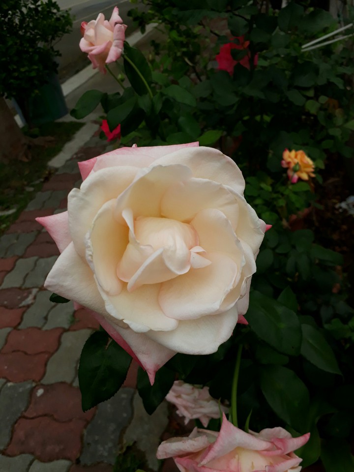 rose