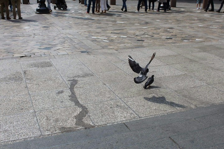 birds.