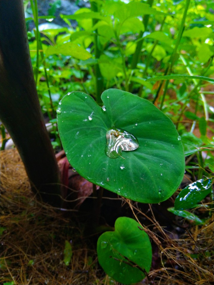 dew on leaf