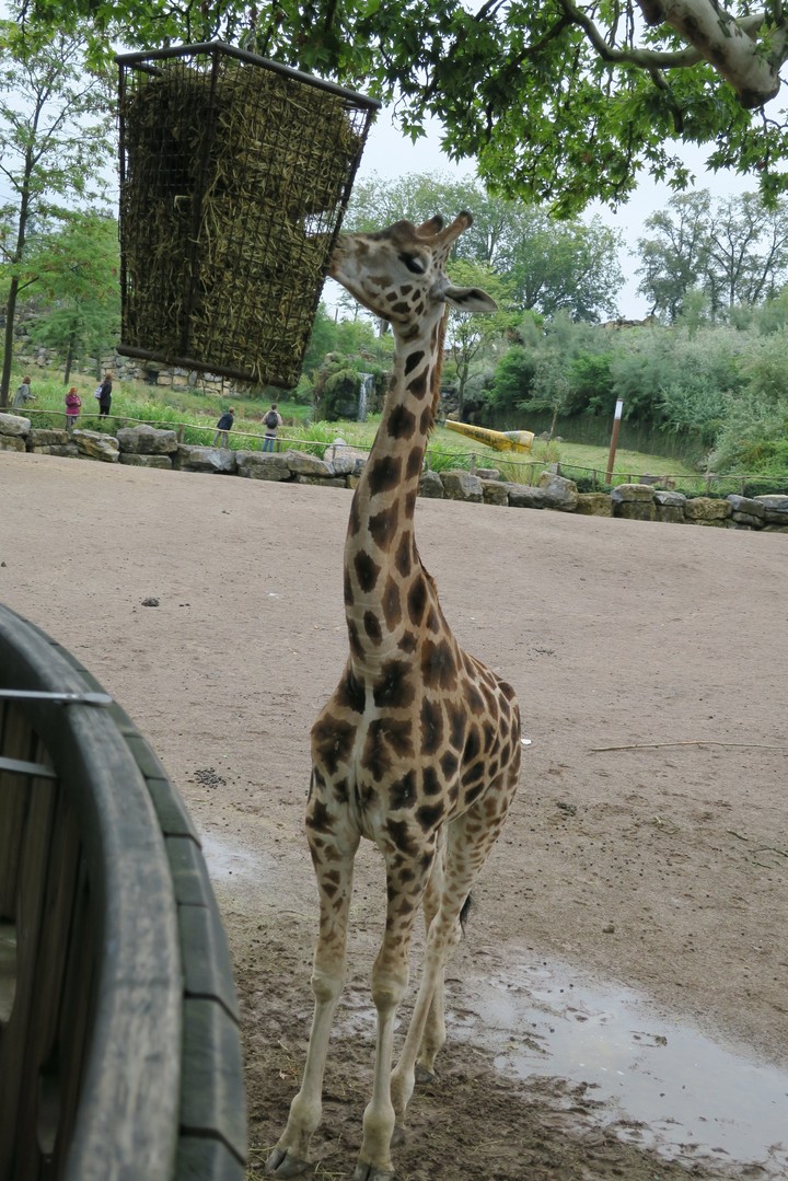 Pairi Daiza