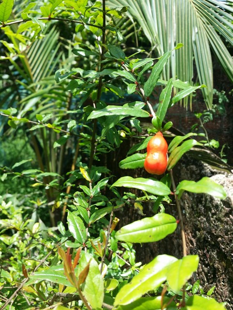 Pomegranate(Punica granatum)