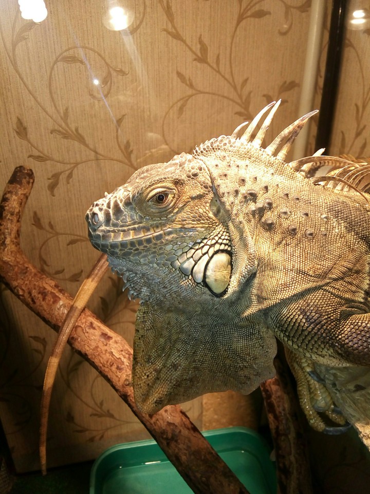 домашний питомец Ига.