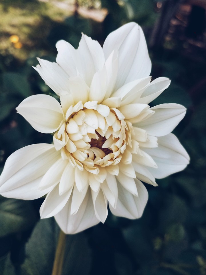 WhitePunch