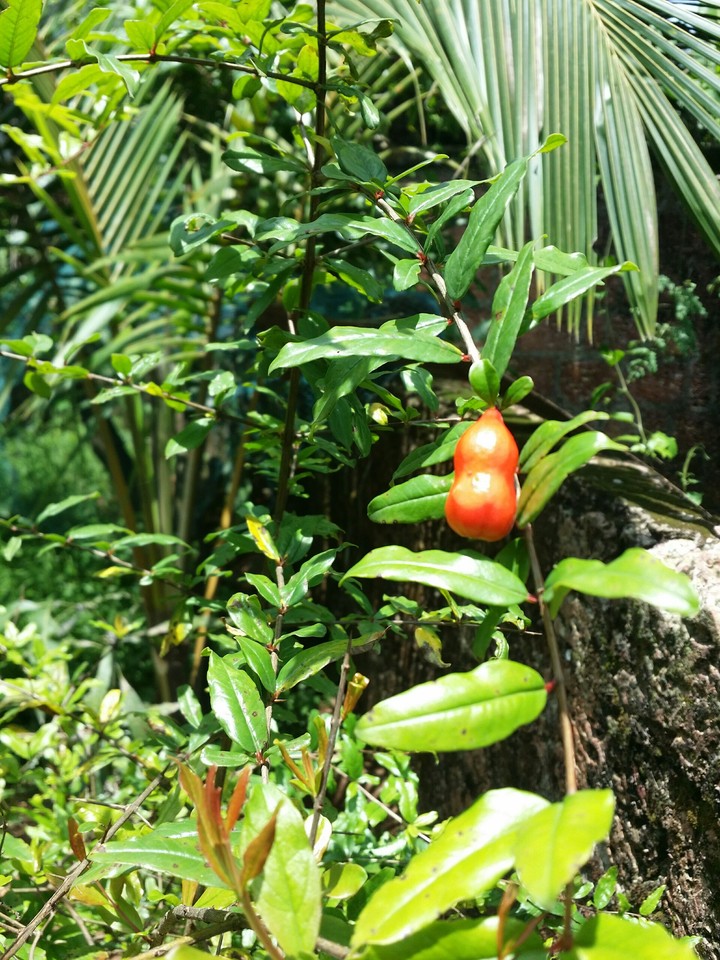 Pomegranate(Punica granatum)