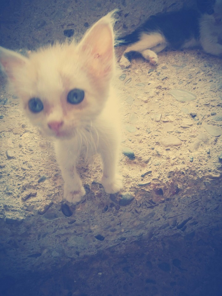 cat