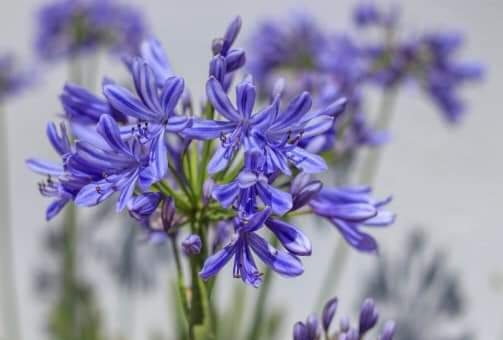 Purple flowers