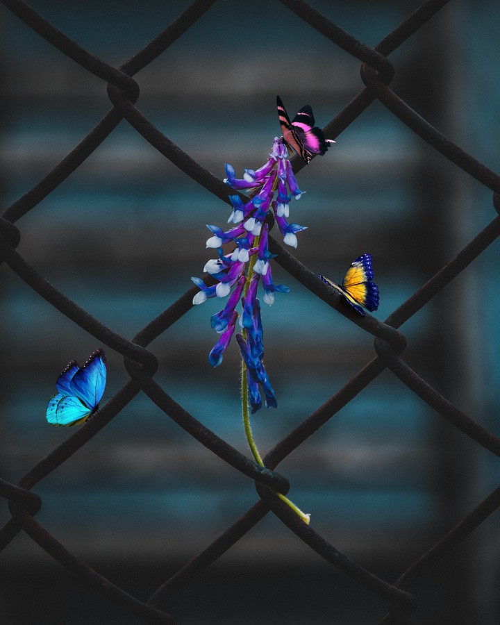 butterfly