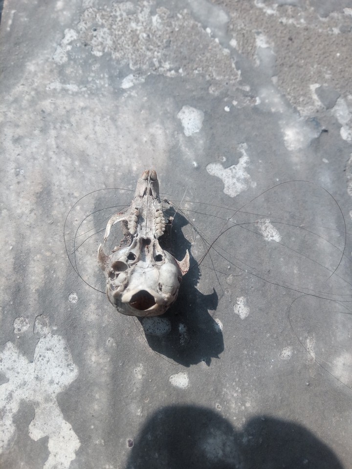 BIRD SKULL