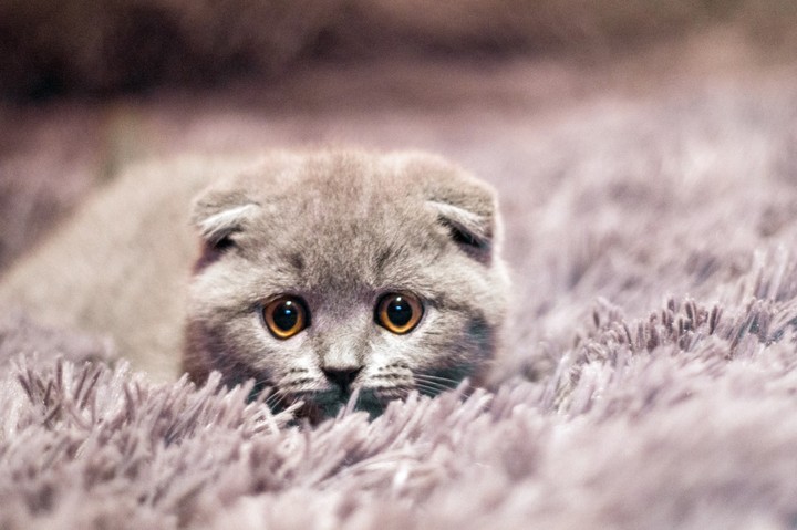 кот кошка cat
