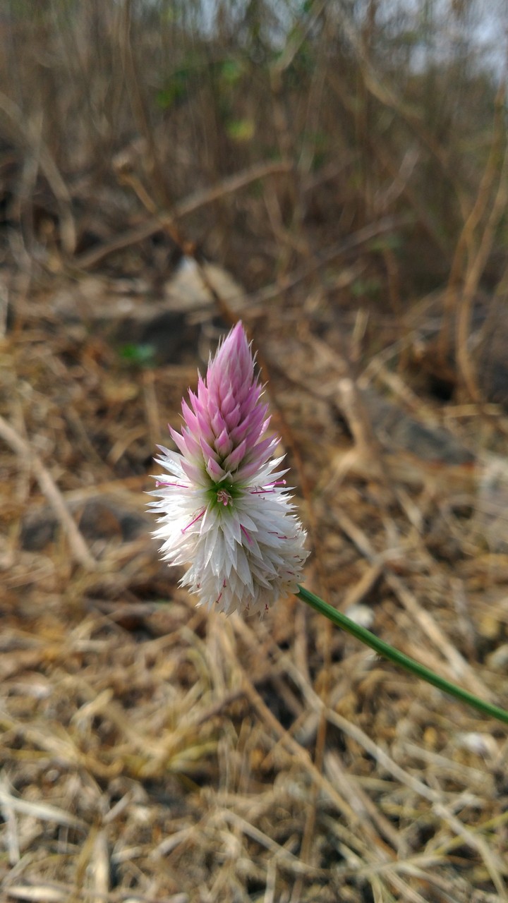 fllower