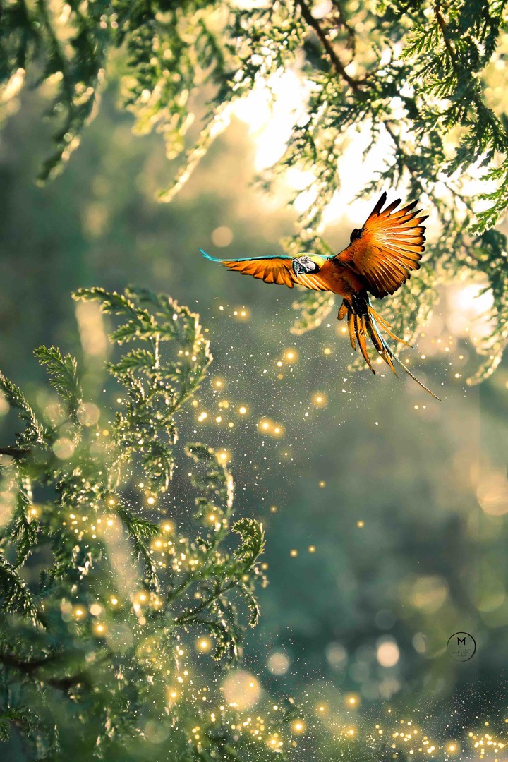 Birds of Paradise