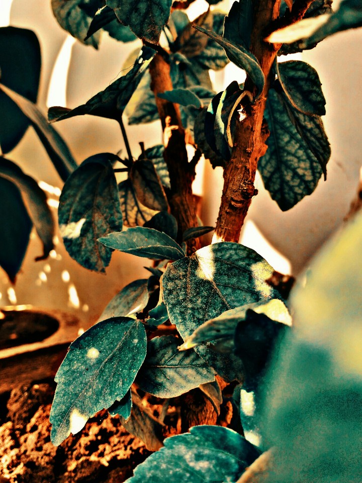 PLANTING