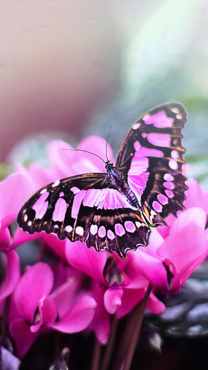 papillon