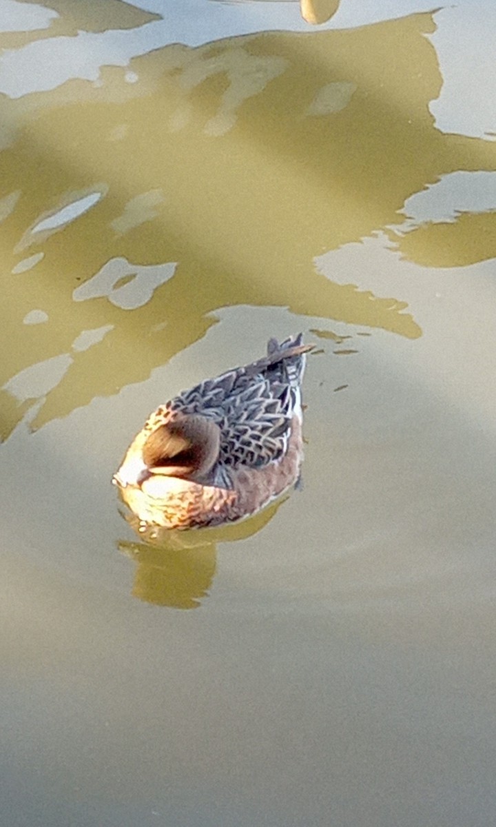 duck