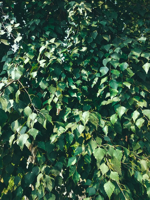 Birch 2.0