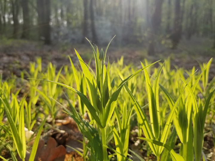 Green grass