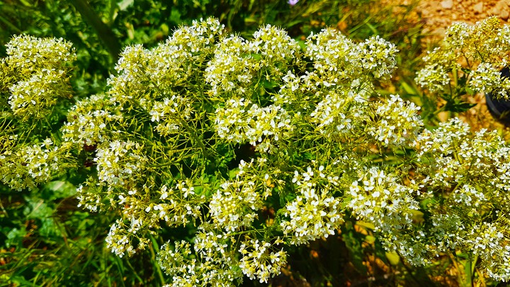 flowers