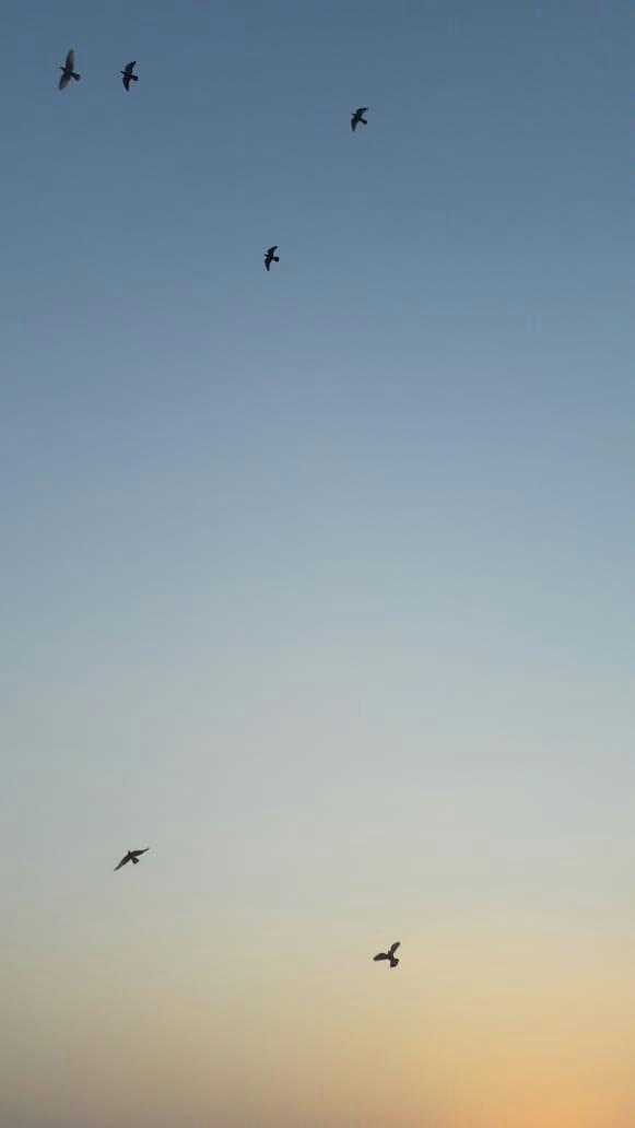 sunset and pigeons