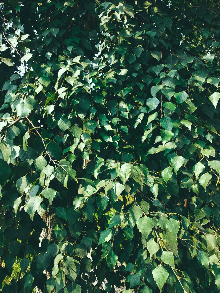Birch 2.0