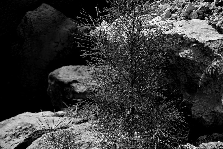 tree between the rocks