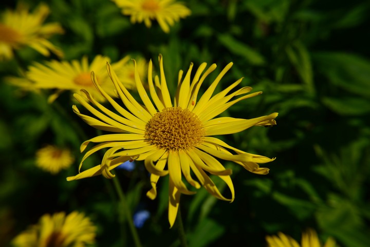 Yellow sun