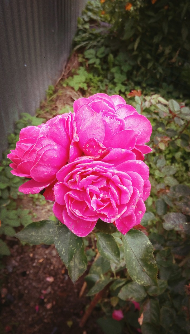 Roses