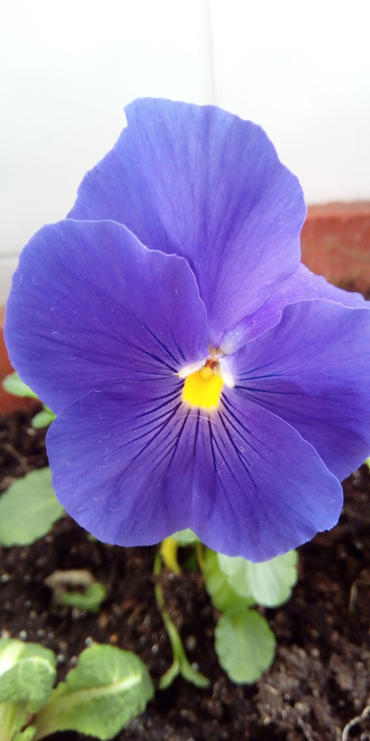 violet