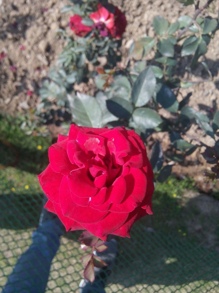 rose