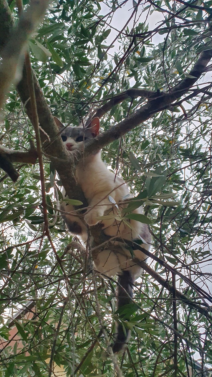 Mimi's branch