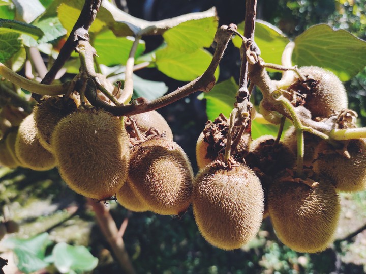 Kiwi