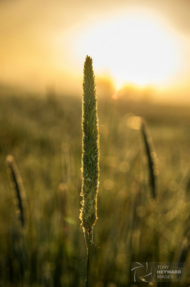 Herbe