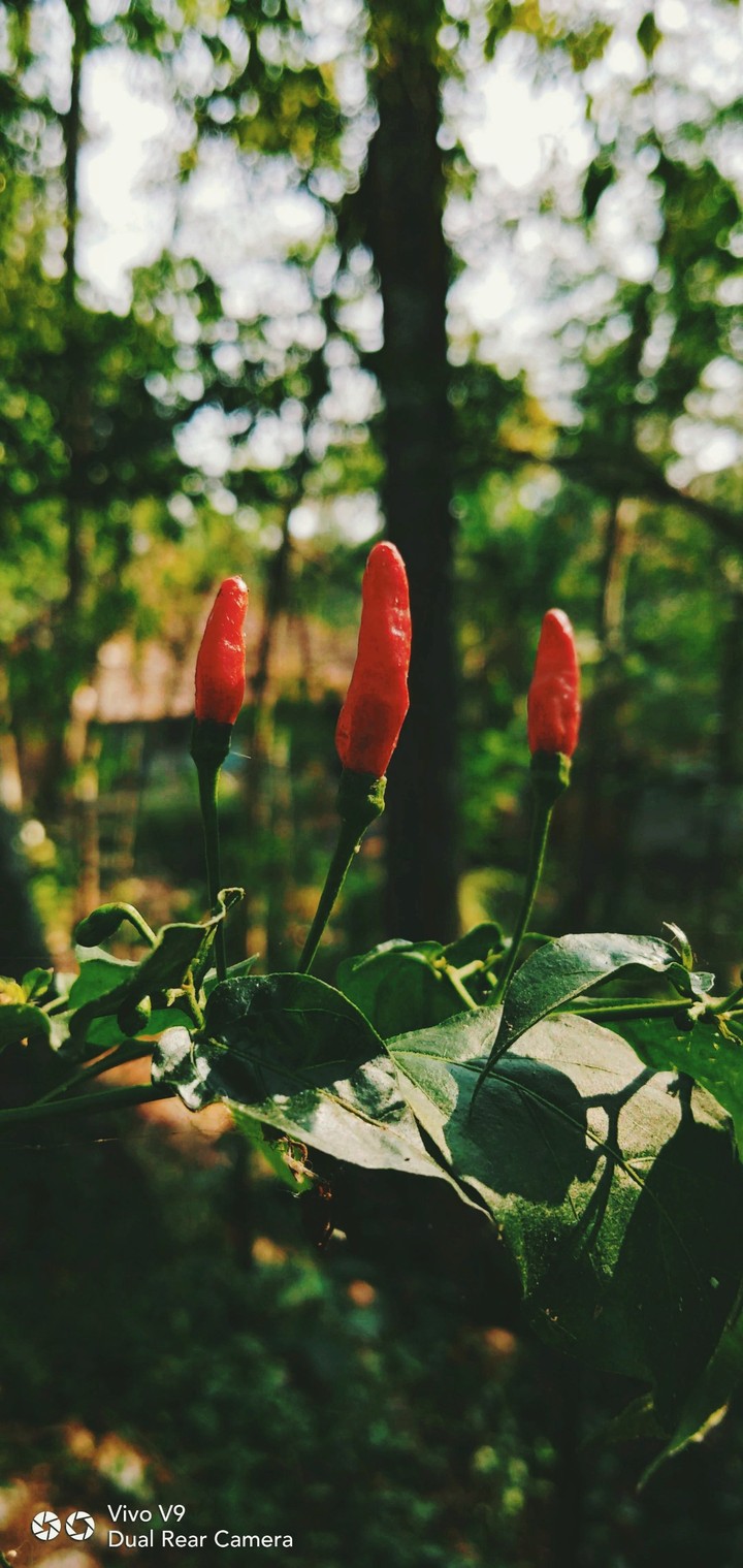 chilli clicks just for fun
