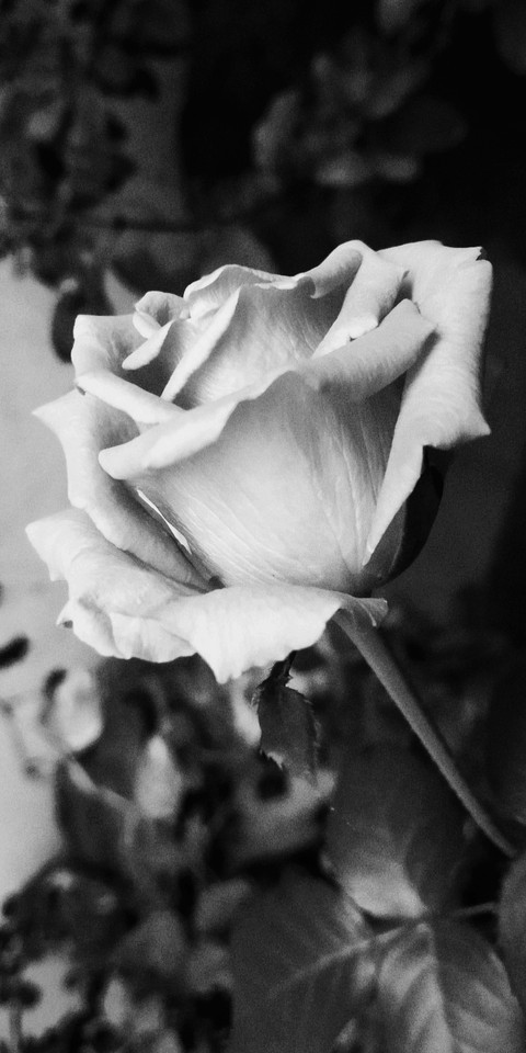 Grey rose