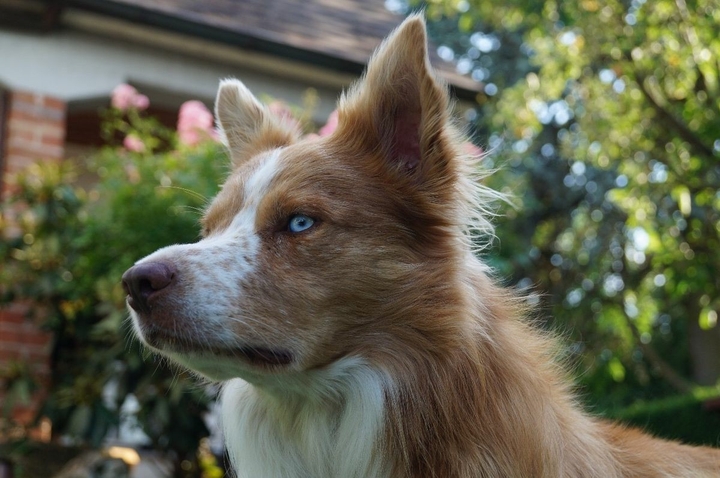 The Border Collie Because There Is No Better Dog