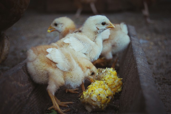 chick