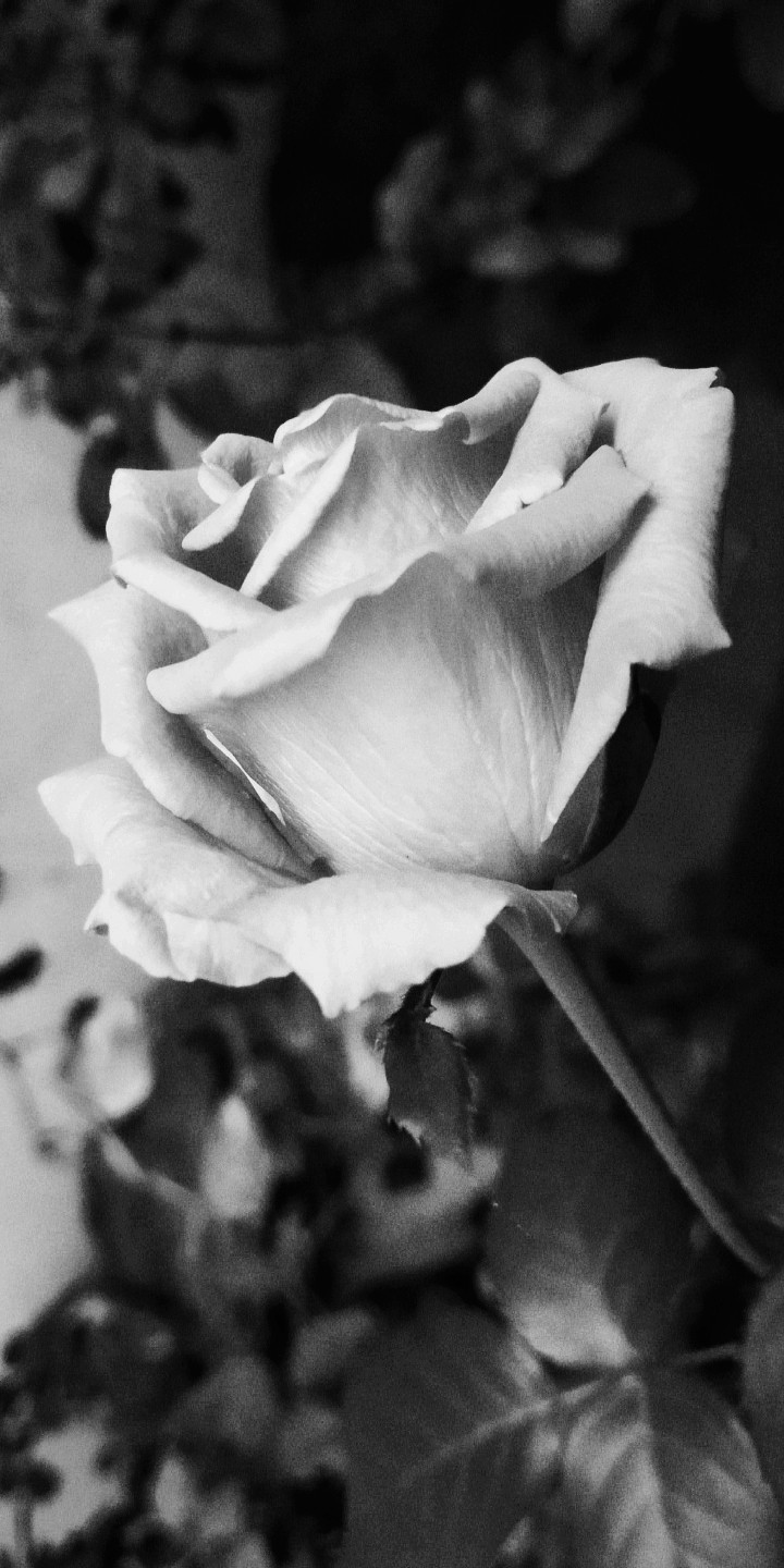 Grey rose