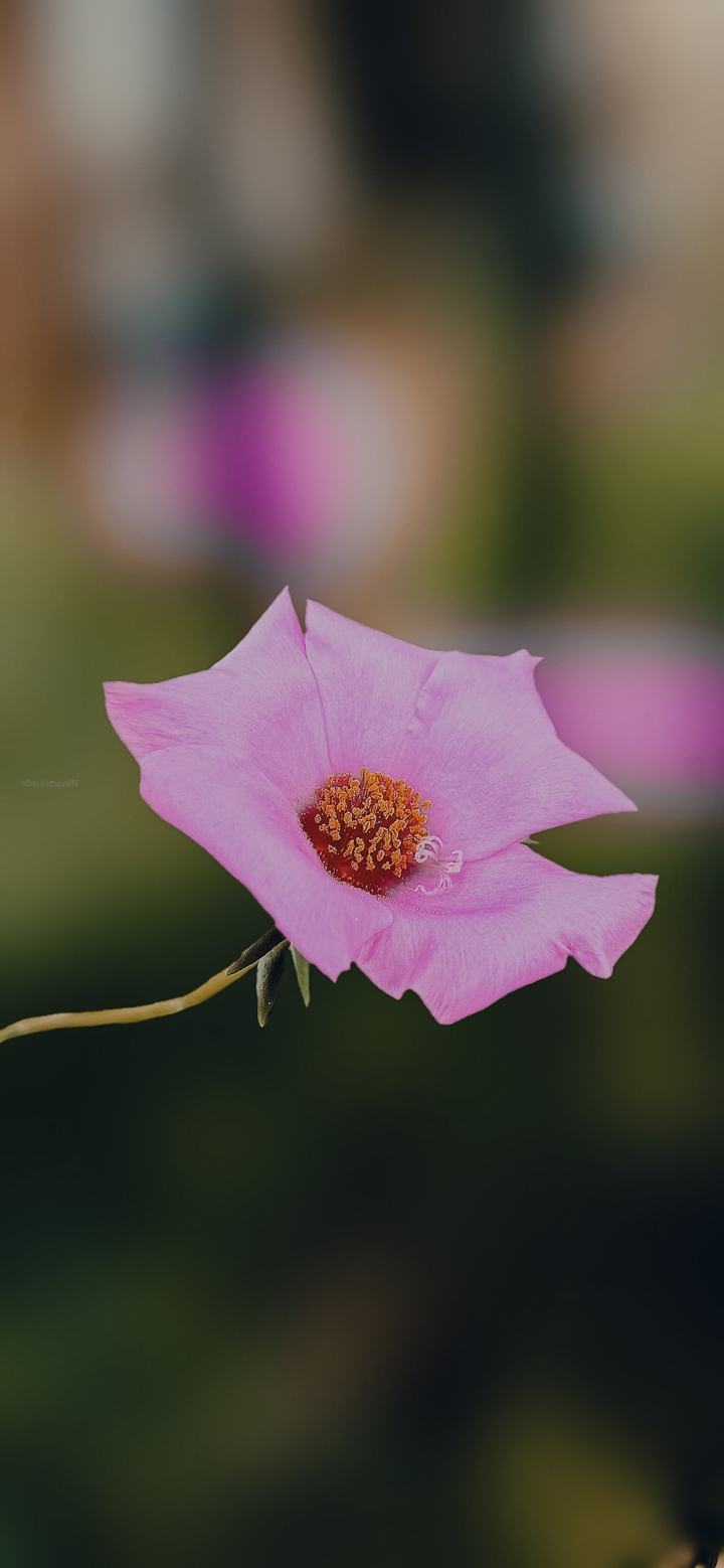 Bloom