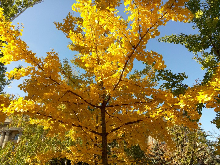 ginkgo biloba