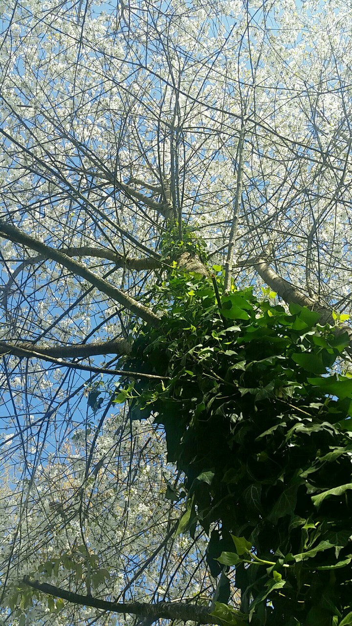 Spring Blossoms