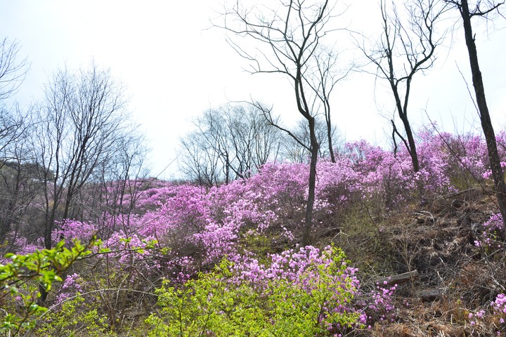 고려산의봄이미지