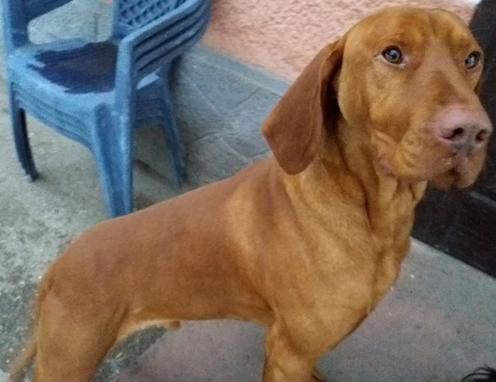 #hungarianvizsla